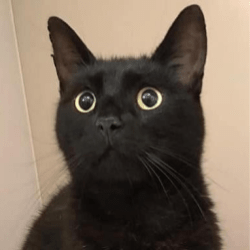 Tomcat from Lancashire hitchhiked up north in back of van as Cumbria vet tries to find owner